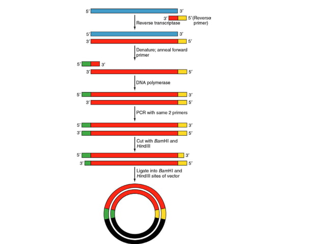 pcr-ppt