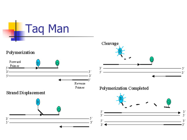 PCR PPT