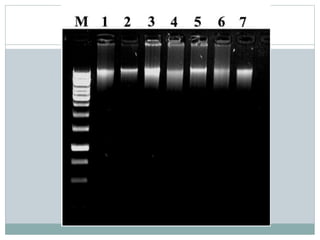 Pcr Slideshow Pcr presentation | PPTX