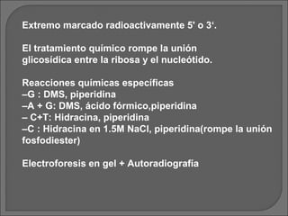 Extremo marcado radioactivamente 5' o 3‘.

El tratamiento químico rompe la unión
glicosídica entre la ribosa y el nucleótido.

Reacciones químicas específicas
–G : DMS, piperidina
–A + G: DMS, ácido fórmico,piperidina
– C+T: Hidracina, piperidina
–C : Hidracina en 1.5M NaCl, piperidina(rompe la unión
fosfodiester)

Electroforesis en gel + Autoradiografía
 
