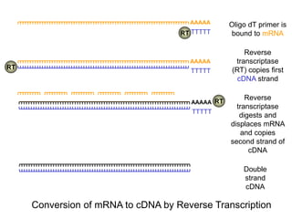 Double
strand
cDNA
AAAAA
TTTTT
RT
AAAAA
TTTTT
RT
RT
AAAAA
TTTTT
Oligo dT primer is
bound to mRNA
Reverse
transcriptase
(RT) copies first
cDNA strand
Reverse
transcriptase
digests and
displaces mRNA
and copies
second strand of
cDNA
Conversion of mRNA to cDNA by Reverse Transcription
 
