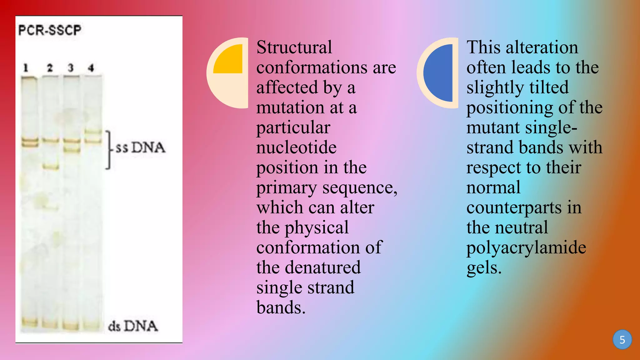 Structural
conformations are
affected by a
mutation at a
particular
nucleotide
position in the
primary sequence,
which can alter
the physical
conformation of
the denatured
single strand
bands.
This alteration
often leads to the
slightly tilted
positioning of the
mutant single-
strand bands with
respect to their
normal
counterparts in
the neutral
polyacrylamide
gels.
5
 