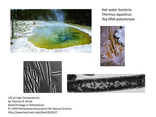Hot water bacteria:
Thermus aquaticus
Taq DNA polymerase
Life at High Temperatures
by Thomas D. Brock
Biotechnology in Yellowstone
© 1994 Yellowstone Association for Natural Science
http://www.bact.wisc.edu/Bact303/b27
 
