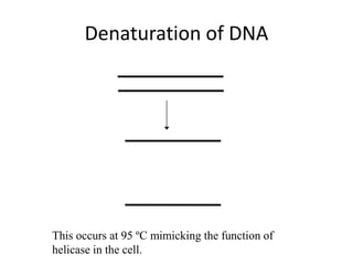 Denaturation of DNA
This occurs at 95 ºC mimicking the function of
helicase in the cell.
 