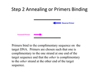 Step 2 Annealing or Primers Binding
Primers bind to the complimentary sequence on the
target DNA. Primers are chosen such that one is
complimentary to the one strand at one end of the
target sequence and that the other is complimentary
to the other strand at the other end of the target
sequence.
Forward Primer
Reverse Primer
 