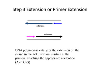 Step 3 Extension or Primer Extension
DNA polymerase catalyzes the extension of the
strand in the 5-3 direction, starting at the
primers, attaching the appropriate nucleotide
(A-T, C-G)
extension
extension
 