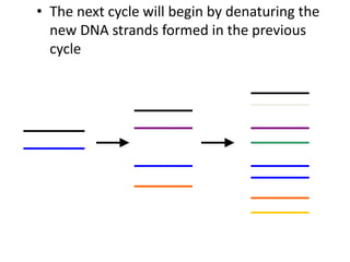• The next cycle will begin by denaturing the
new DNA strands formed in the previous
cycle
 