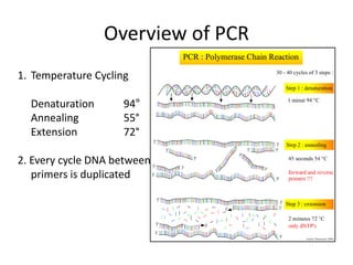 Overview of PCR
1. Temperature Cycling
Denaturation 94°
Annealing 55°
Extension 72°
2. Every cycle DNA between
primers is duplicated
 