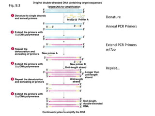 Fig. 9.3
Denature
Anneal PCR Primers
Extend PCR Primers
w/Taq
Repeat…
 