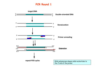 Primer annealing
5'
5'
3'
3'
target DNA
repeat PCR cycles
5'
5'
3'
3' Double-stranded DNA
Denaturation
5'
5'
3'
3'
Extension
3'
5'
5'
5'
5'
3'
3'
3'
3'
5'
5'
5'
5'
3'
3'
3'
Extension
PCR Round 1
DNA polymerase always adds nucleotides to
the 3’ end of the primer
 