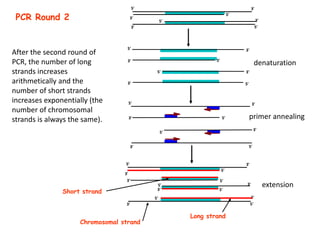 denaturation
primer annealing
extension
PCR Round 2
Chromosomal strand
Long strand
After the second round of
PCR, the number of long
strands increases
arithmetically and the
number of short strands
increases exponentially (the
number of chromosomal
strands is always the same).
5'
5'
3'
3'
5'
5'
3'
3'
3'
5'
5'
5'
5'
3'
3'
3'
3'
5'
5'
5'
5'
3'
3'
3'
3' 5'
3'
5'
5'
3'
5'
5'
3'
3'
3'
5'
5'
3'
Short strand
 