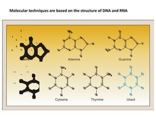 P
urine
P y r im id in e
Guanine
Adenine
Cytosine Thymine Uracil
Molecular techniques are based on the structure of DNA and RNA
 
