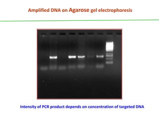 Amplified DNA on Agarose gel electrophoresis
Intensity of PCR product depends on concentration of targeted DNA
 