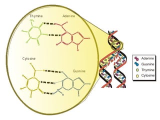 Thymine Adenine
Cytosine
Guanine
Adenine
Guanine
Thymine
Cytosine
 