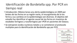 Identificación de Bordetella spp. Por PCR en 
tiempo real 
• Introducción: México lanzo una alerta epidemiológica en 2009 por 
brotes de tos ferina en su región norte, el resurgimiento de la tos 
ferina y sus cambios en la epidemiologia son diversos. El objetivo del 
estudio fue identificar el agente causal de tos ferina en muestras de 
exudados faríngeos y nasofaríngeos por rPCR en pacientes de Oaxaca. 
• Se extrajeron ácidos nucleicos totales y se sometieron al protocolo 
multiplex para la identificación de Bordetella spp por PCR. 
 