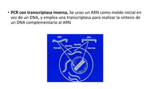• PCR con transcriptasa inversa, Se unas un ARN como molde inicial en 
vez de un DNA, y emplea una transcriptasa para realizar la síntesis de 
un DNA complementario al ARN 
 