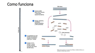 Como funciona 
https://www.google.com.co/search?q=PCR&biw=1440&bih=805&source= 
lnms&tbm=isch&sa=X&ei=y55rVM 
 