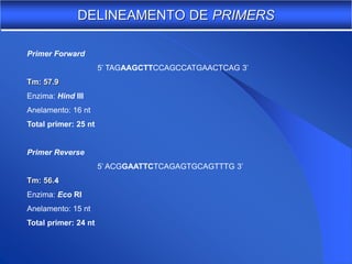 DELINEAMENTO DE PRIMERS

Primer Forward
                      5’ TAGAAGCTTCCAGCCATGAACTCAG 3’
Tm: 57.9
Enzima: Hind III
Anelamento: 16 nt
Total primer: 25 nt


Primer Reverse
                      5’ ACGGAATTCTCAGAGTGCAGTTTG 3’
Tm: 56.4
Enzima: Eco RI
Anelamento: 15 nt
Total primer: 24 nt
 