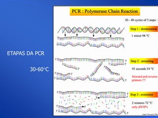 ETAPAS DA PCR


       30-60C
 