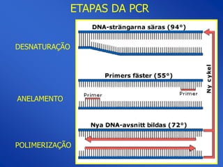 ETAPAS DA PCR


DESNATURAÇÃO




ANELAMENTO




POLIMERIZAÇÃO
 