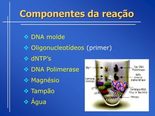 Componentes da reação

 DNA molde
 Oligonucleotídeos (primer)
 dNTP’s
 DNA Polimerase
 Magnésio
 Tampão
 Água
 