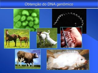 Obtenção do DNA genômico
 