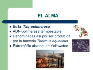 EL ALMA
Es la Taq-polimerasa
ADN-polimerasa termoestable
Denominadas así por ser producida
por la bacteria Thermus aquaticus
Extremófilo aislado en Yellowston
