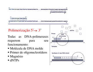 Polimerização 5’ 3’
Todas as DNA-polimerasesTodas as DNA-polimerases
requerem para seu
funcionamento:
Molécula de DNA molde
Primer de oligonucleotídeos
Magnésio
dNTPs
 