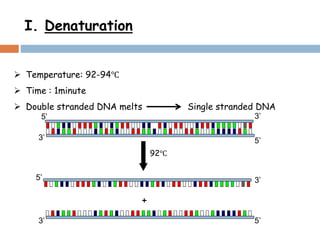 I. Denaturation
 Temperature: 92-94℃
 Time : 1minute
 Double stranded DNA melts Single stranded DNA
92℃
3’5’
3’ 5’
+
5’3’
5’ 3’
 