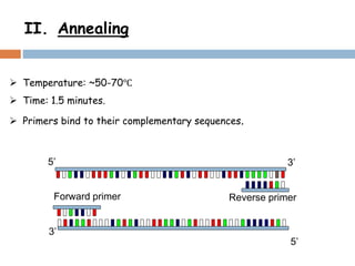II. Annealing
 Temperature: ~50-70℃
 Time: 1.5 minutes.
 Primers bind to their complementary sequences.
5’
3’
5’ 3’
Forward primer Reverse primer
 
