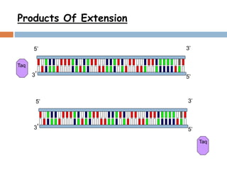 Products Of Extension
3’5’
3’ 5’
3’5’
3’ 5’
Taq
Taq
 
