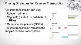 fundamental PCR polymrase reaction part1 pcr2.pptx
