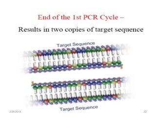 Pcr Slideshow Pcr | PDF