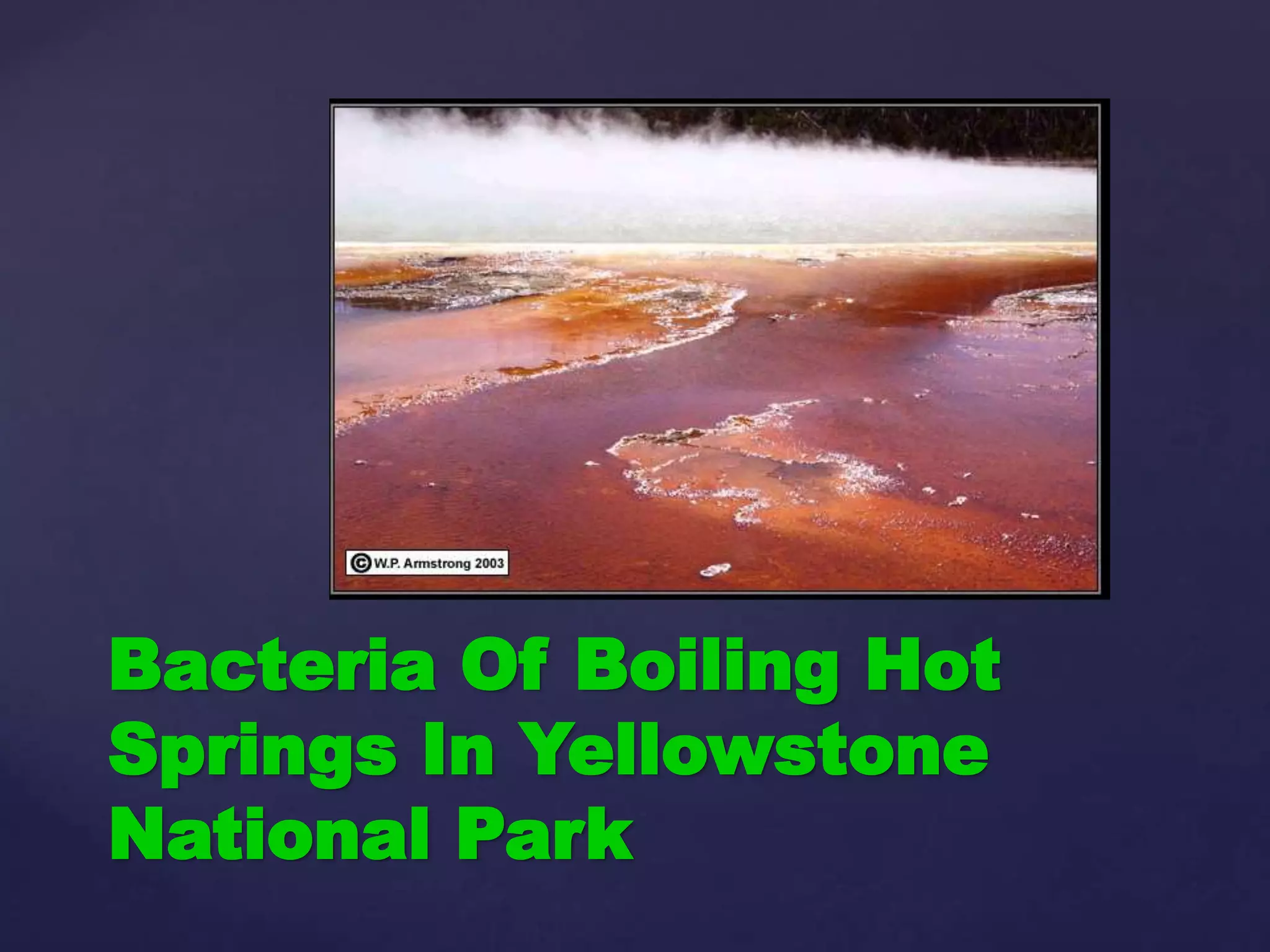 Bacteria Of Boiling Hot
Springs In Yellowstone
National Park
 