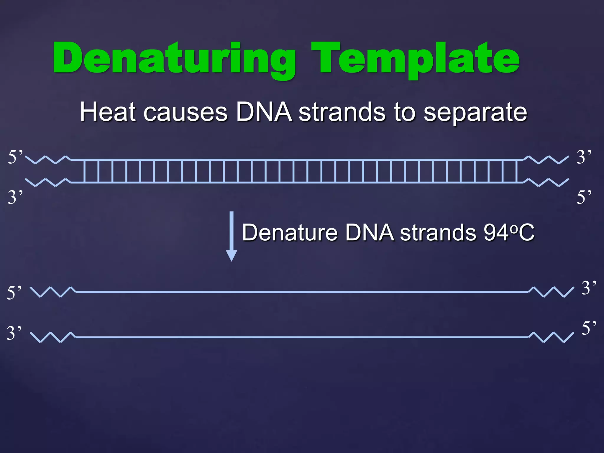 Denaturing Template
Heat causes DNA strands to separate
3’
5’
5’
3’
Denature DNA strands 94oC
5’
3’
3’
5’
 