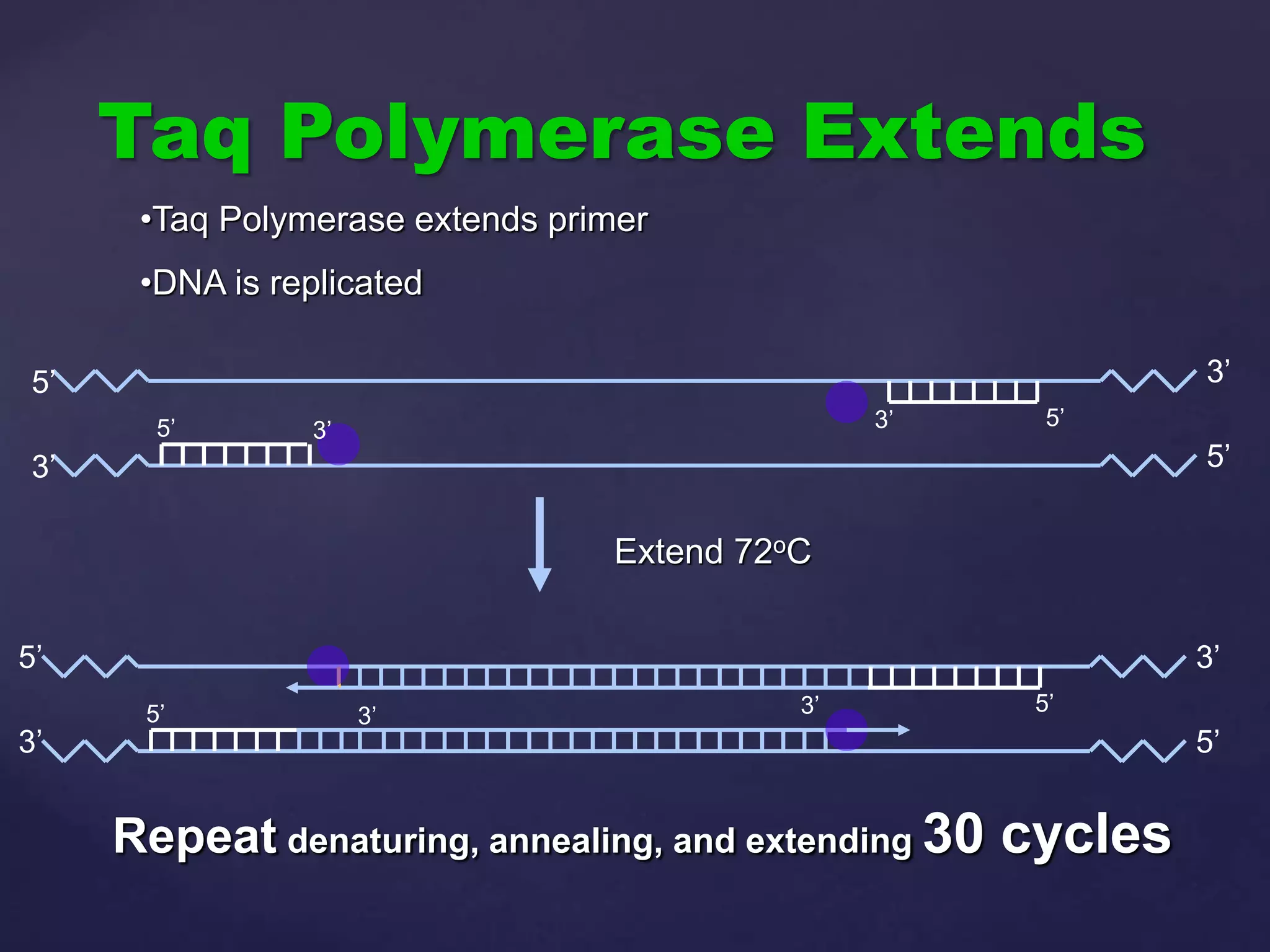 Taq Polymerase Extends
3’
5’
3’ 5’
3’
5’
Extend 72oC
3’
5’
3’ 5’
3’
5’
5’
3’
5’
3’
•Taq Polymerase extends primer
•DNA is replicated
Repeat denaturing, annealing, and extending 30 cycles
 