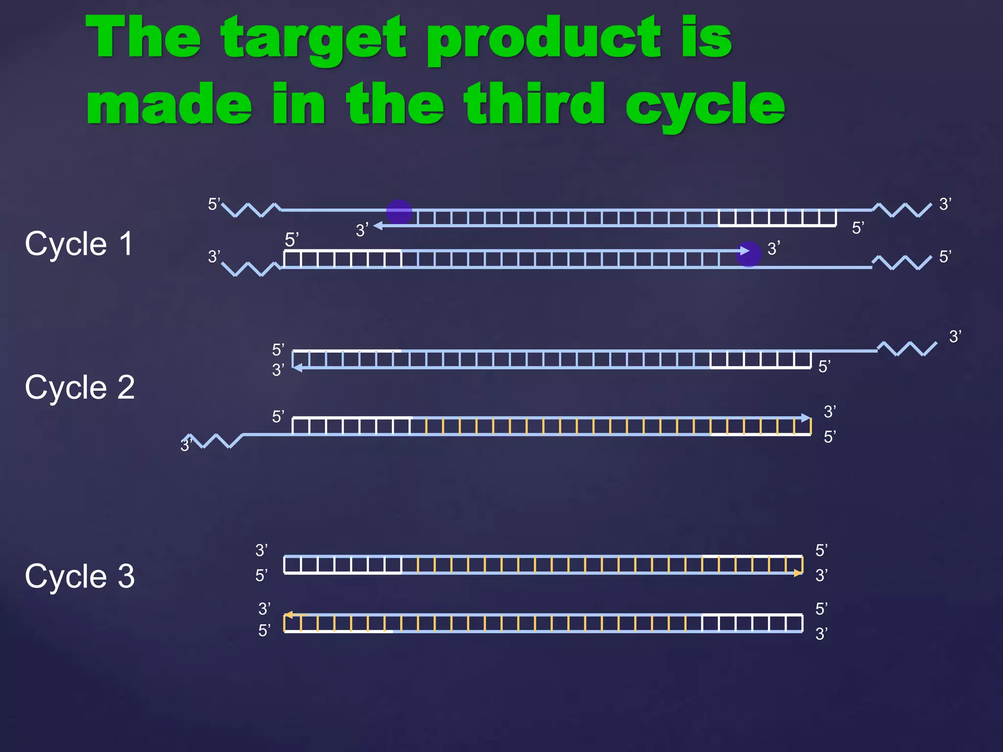 The target product is
made in the third cycle
3’
5’
3’
5’
3’
5’
5’
3’
3’
5’
5’
3’
5’
3’
5’
3’
Cycle 1
Cycle 2
Cycle 3
3’
3’
3’
3’
5’
5’
5’
5’
 