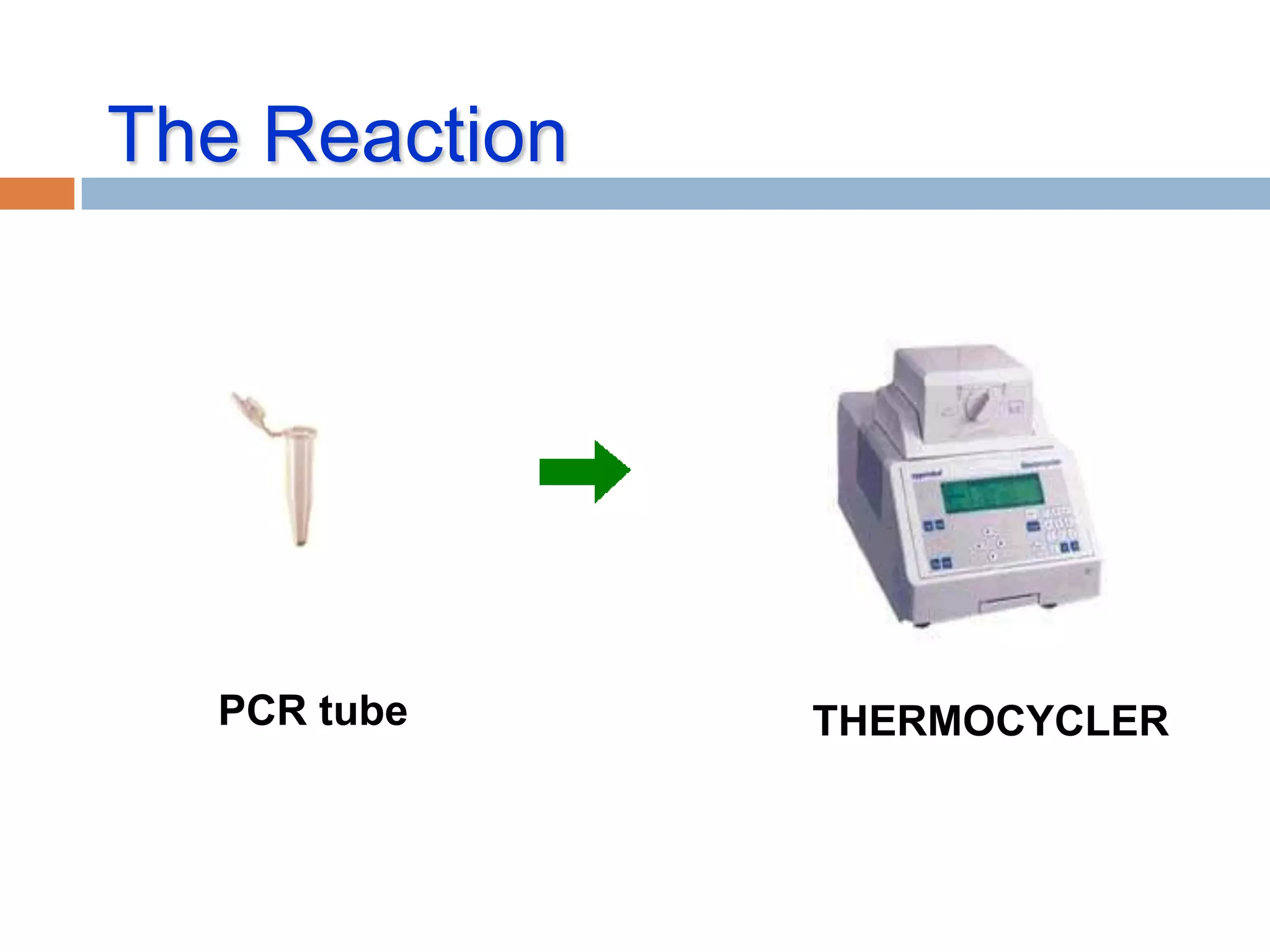 The Reaction




  PCR tube     THERMOCYCLER
 