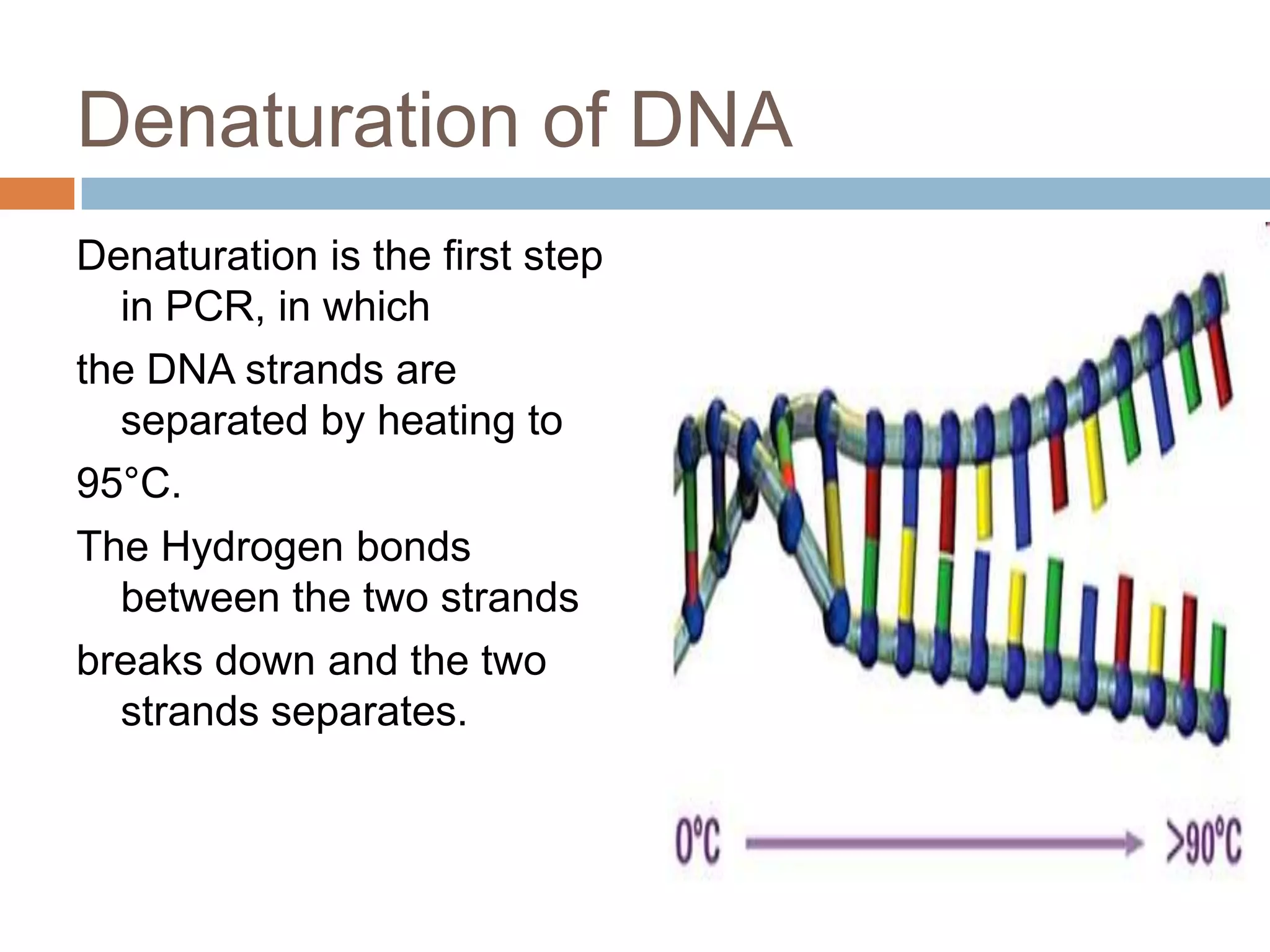 Denaturation of DNA
Denaturation is the first step
  in PCR, in which
the DNA strands are
  separated by heating to
95°C.
The Hydrogen bonds
  between the two strands
breaks down and the two
  strands separates.
 