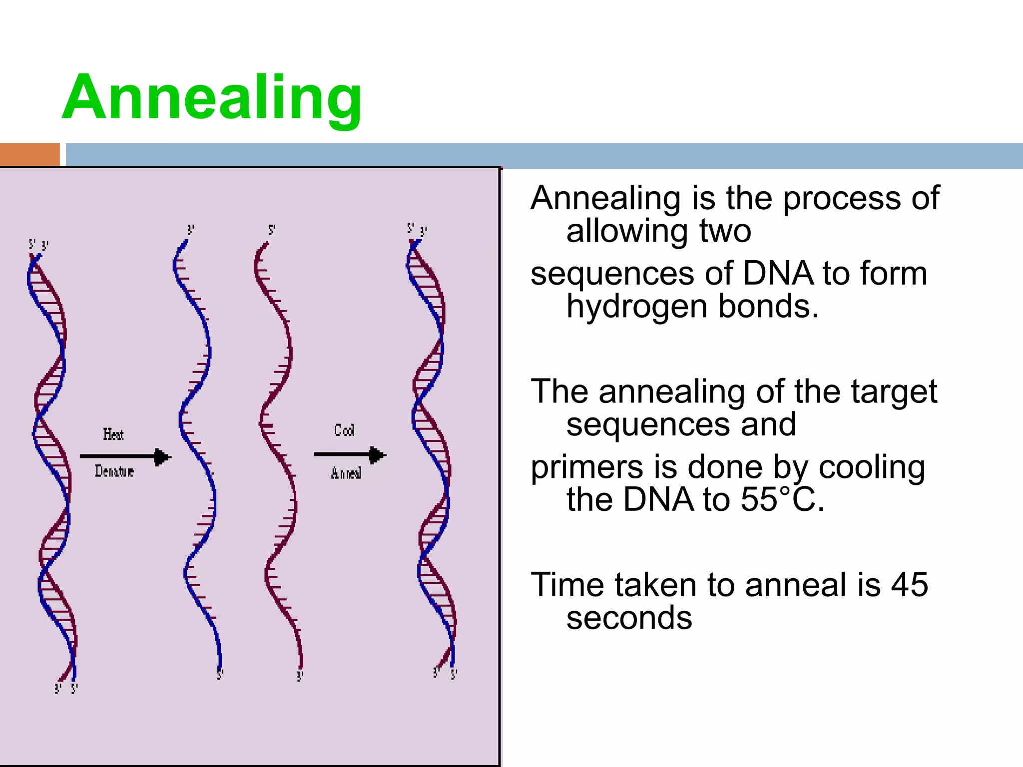Annealing
            Annealing is the process of
              allowing two
            sequences of DNA to form
              hydrogen bonds.

            The annealing of the target
               sequences and
            primers is done by cooling
               the DNA to 55°C.

            Time taken to anneal is 45
              seconds
 