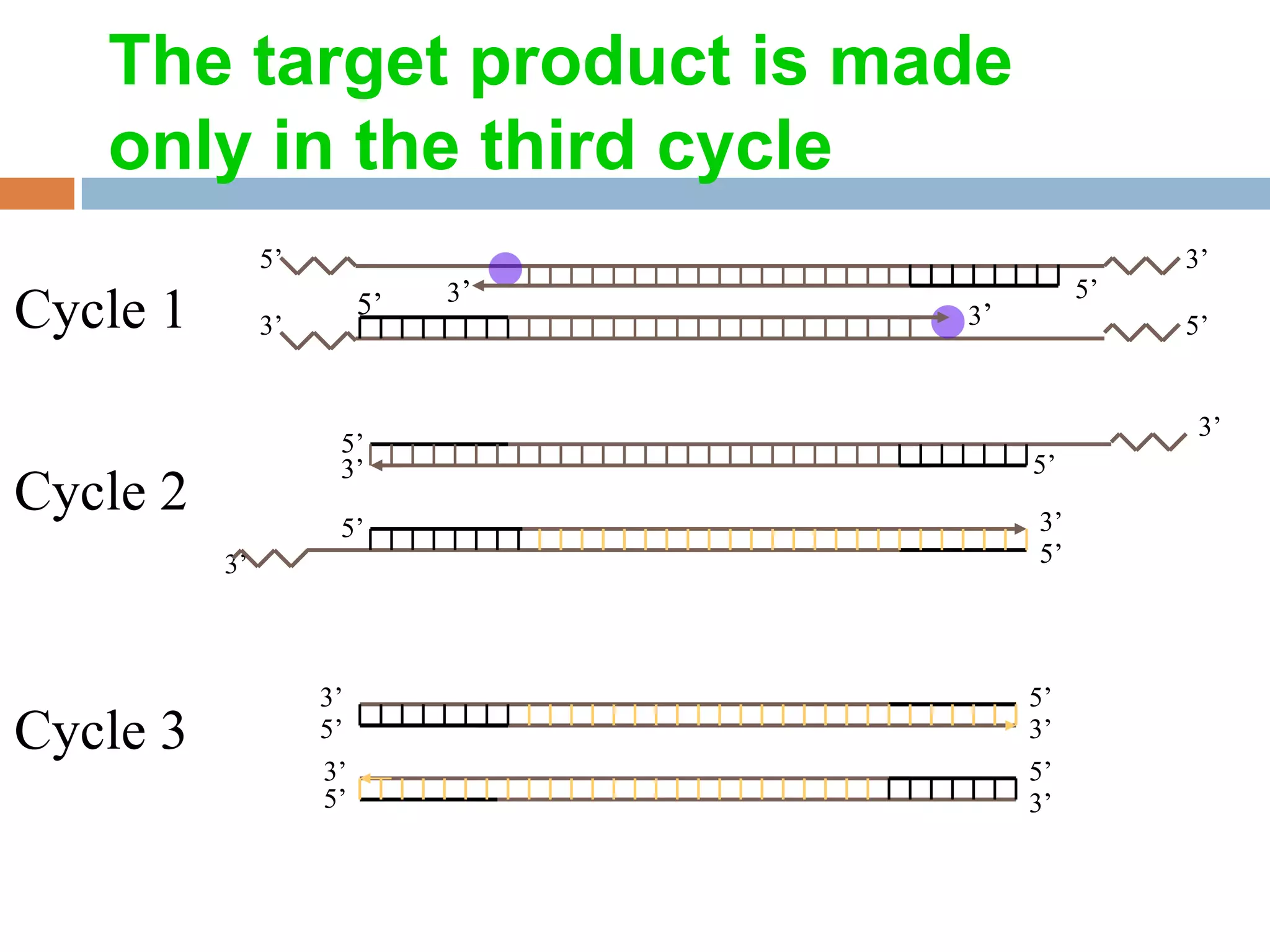 The target product is made
   only in the third cycle
               5’                                 3’
                              3’             5’
Cycle 1                  5’        3’
               3’                                 5’


                                                   3’
                     5’
                     3’                 5’
Cycle 2              5’                 3’
          3’                            5’




                    3’                  5’
Cycle 3             5’                  3’
                    3’                  5’
                    5’                  3’
 
