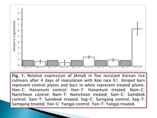Fig. 1. Relative expression of JAmyb in five resistant Korean rice
cultivars after 4 days of inoculation with Xoo race K1. Striped bars
represent control plants and bars in white represent treated plants.
Han-C: Hanareum control; Han-T: Hanareum treated; Nam-C:
Namcheon control; Nam-T: Namcheon treated; Sam-C: Samdeok
control; Sam-T: Samdeok treated, Sag-C: Samgang control; Sag-T:
Samgang treated; Yan-C: Yangjo control; Yan-T: Yangjo treated.
 