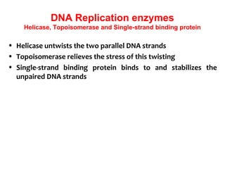 DNA Replication enzymes
Helicase, Topoisomerase and Single-strand binding protein
• Helicase untwists the two parallel DNA strands
• Topoisomerase relieves the stress of this twisting
• Single-strand binding protein binds to and stabilizes the
unpaired DNA strands
 