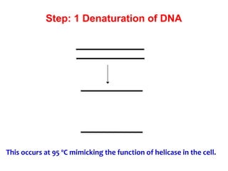 Step: 1 Denaturation of DNA
This occurs at 95 ºC mimicking the function of helicase in the cell.
 