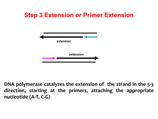Step 3 Extension or Primer Extension
DNA polymerase catalyzes the extension of the strand in the 5-3
direction, starting at the primers, attaching the appropriate
nucleotide (A-T, C-G)
extension
extension
 