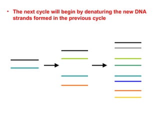 • The next cycle will begin by denaturing the new DNA
strands formed in the previous cycle
 