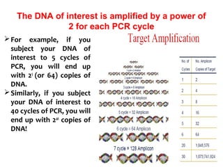 The DNA of interest is amplified by a power of
2 for each PCR cycle
For example, if you
subject your DNA of
interest to 5 cycles of
PCR, you will end up
with 25
(or 64) copies of
DNA.
Similarly, if you subject
your DNA of interest to
40 cycles of PCR, you will
end up with 240
copies of
DNA!
 