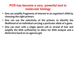 PCR has become a very powerful tool in
molecular biology
• One can amplify fragments of interest in an organism’s DNA by
choosing the right primers.
• One can use the selectivity of the primers to identify the
likelihood of an individual carrying a particular allele of a gene.
• One can start with a single sperm cell or strand of hair and
amplify the DNA sufficiently to allow for DNA analysis and a
distinctive band on an agarose gel.
 