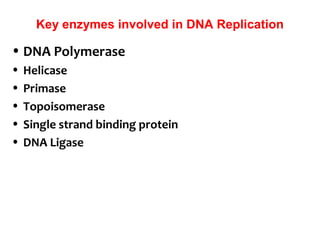 Key enzymes involved in DNA Replication
• DNA Polymerase
• Helicase
• Primase
• Topoisomerase
• Single strand binding protein
• DNA Ligase
 