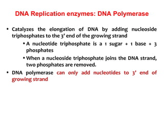 DNA Replication enzymes: DNA Polymerase
• Catalyzes the elongation of DNA by adding nucleoside
triphosphates to the 3’ end of the growing strand
•A nucleotide triphosphate is a 1 sugar + 1 base + 3
phosphates
•When a nucleoside triphosphate joins the DNA strand,
two phosphates are removed.
• DNA polymerase can only add nucleotides to 3’ end of
growing strand
 